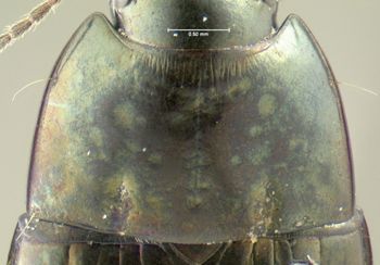 Media type: image;   Entomology 614252 Aspect: pronotum dorsal